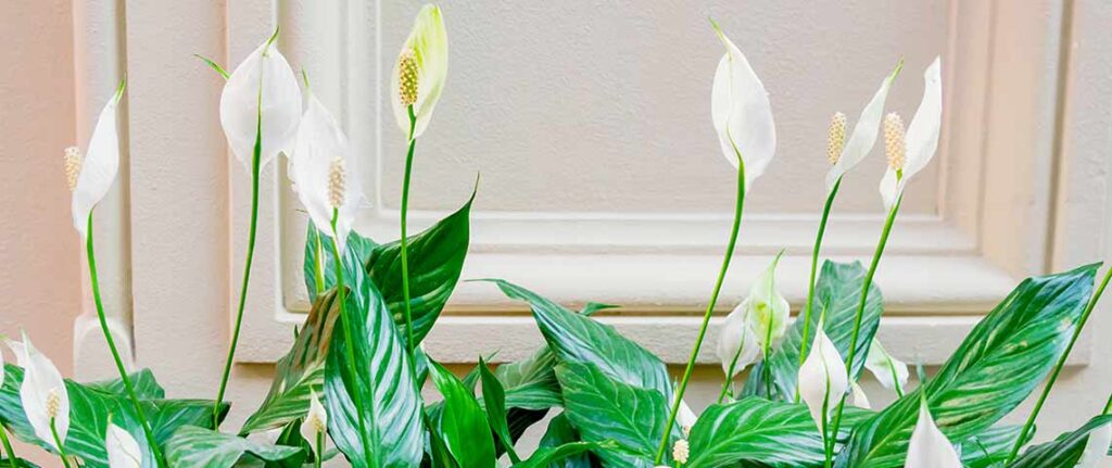 Heat-Resistant Indoor Plants