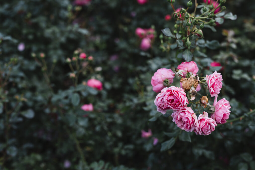 Pink Rose Garden