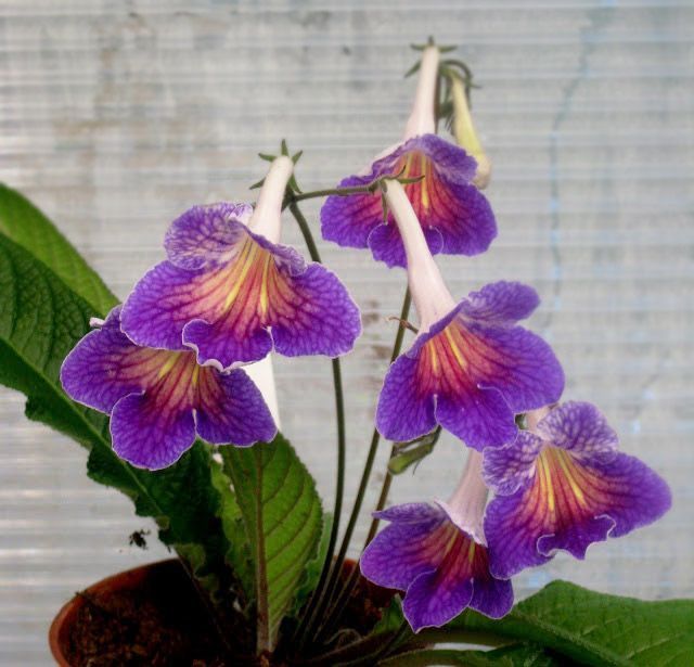 Streptocarpus Indoor Plant