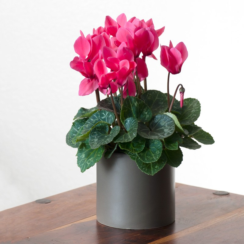 Cyclamen Indoor