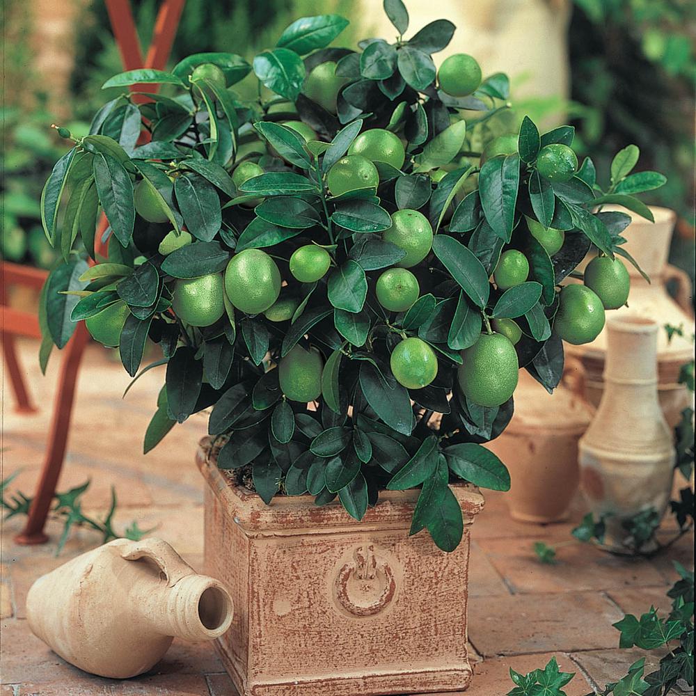 Indoor Dwarf Citrus Tree