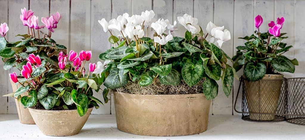 Cyclamen Indoor