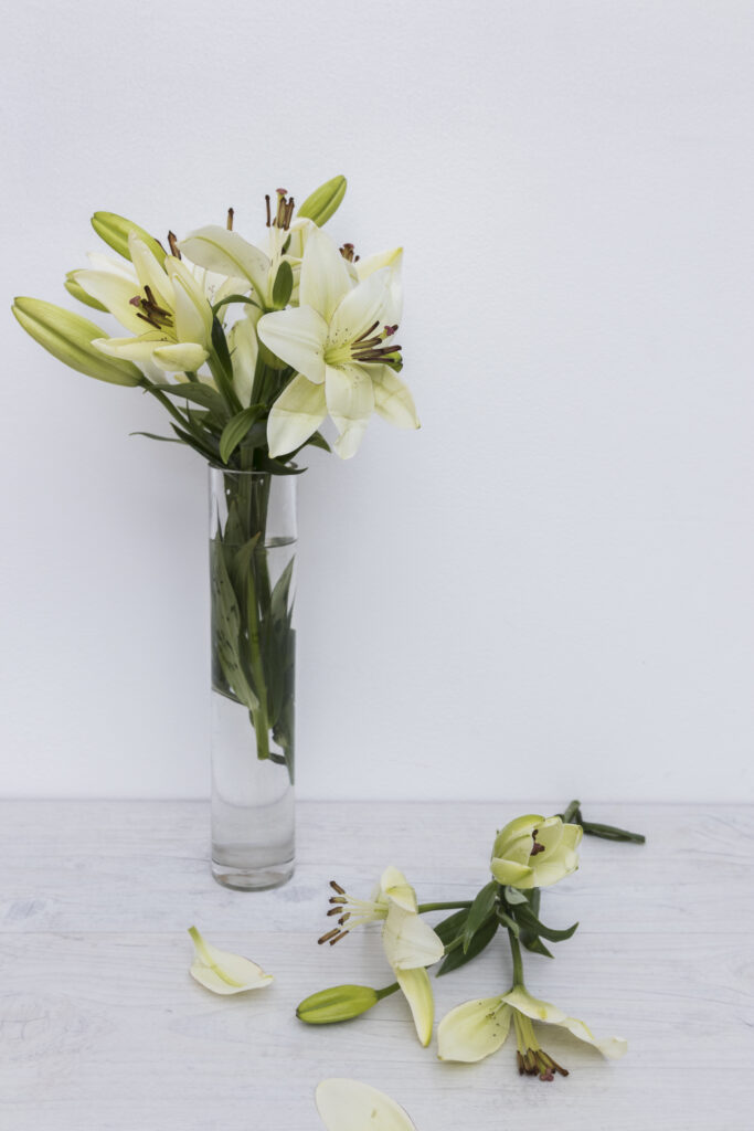 Peace Lily Indoor