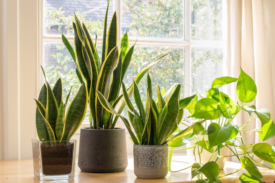 Heat-Resistant Indoor Plants