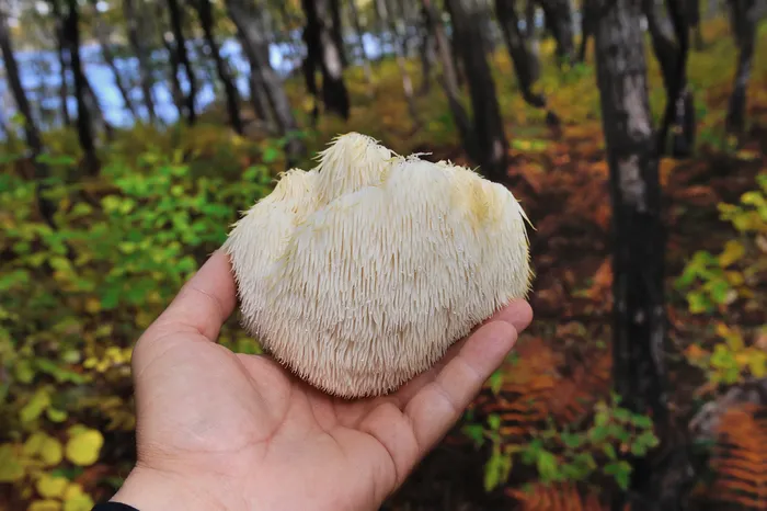 Lion's Mane Mushrooms