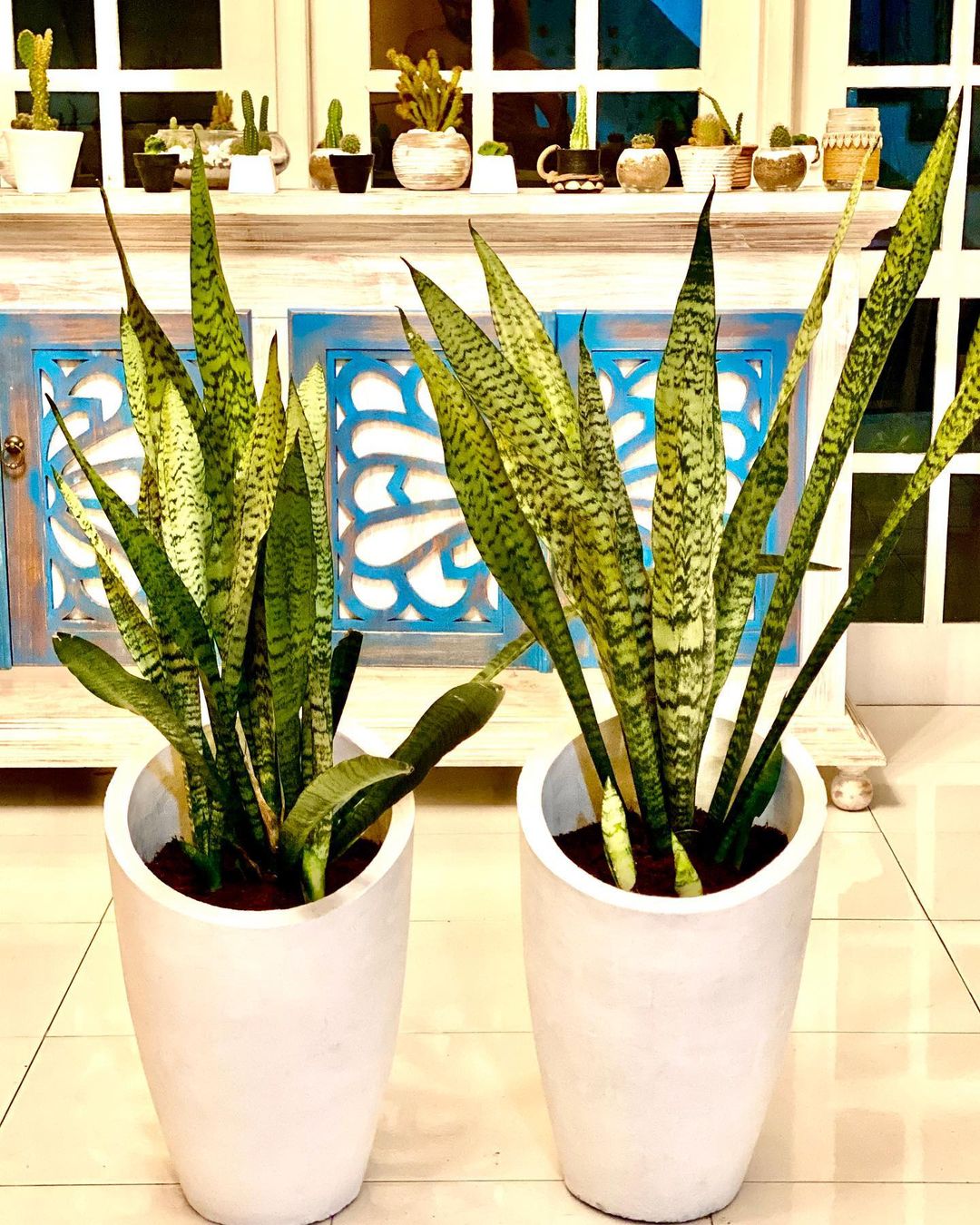 Whale Fin Snake Plants