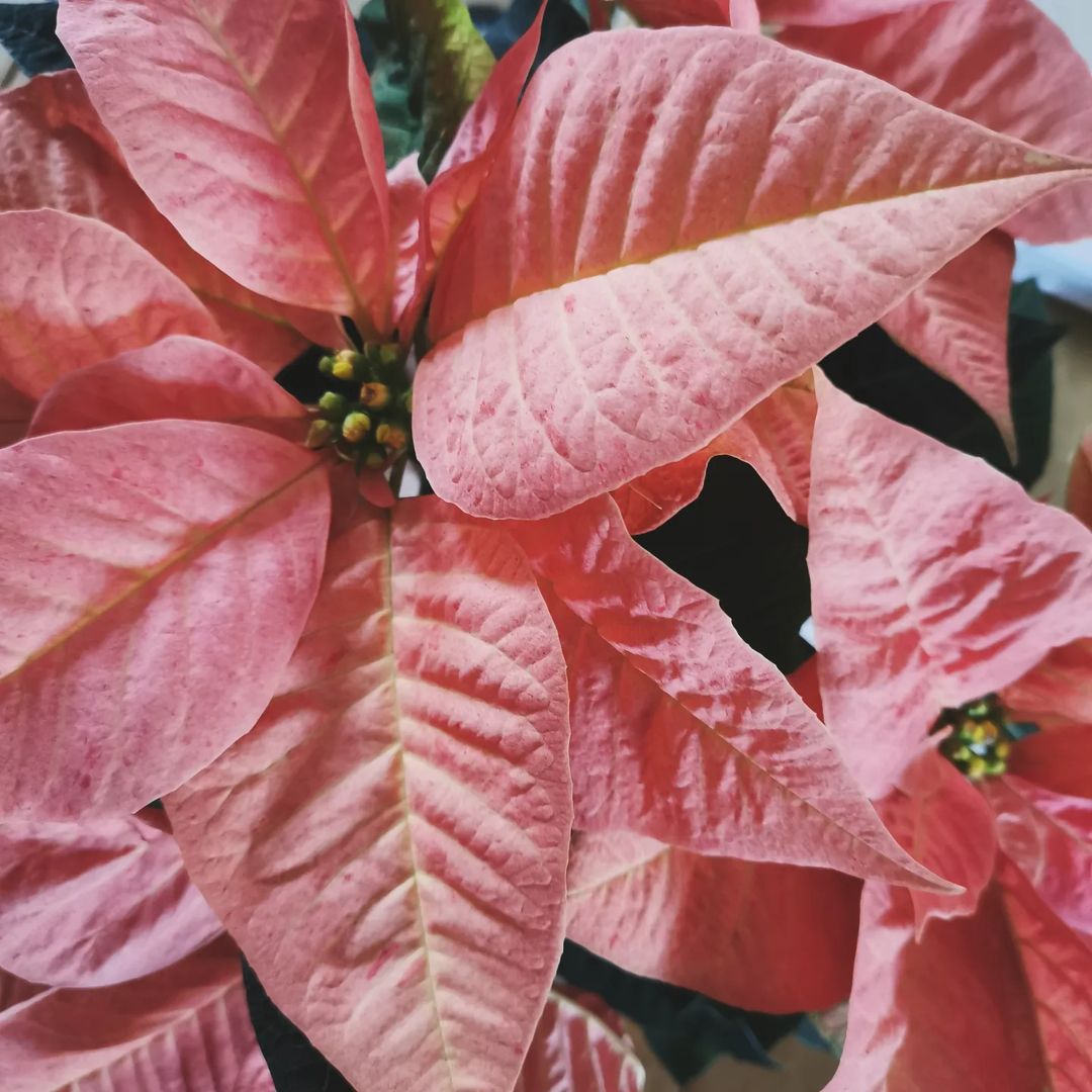 Pink Poinsettias