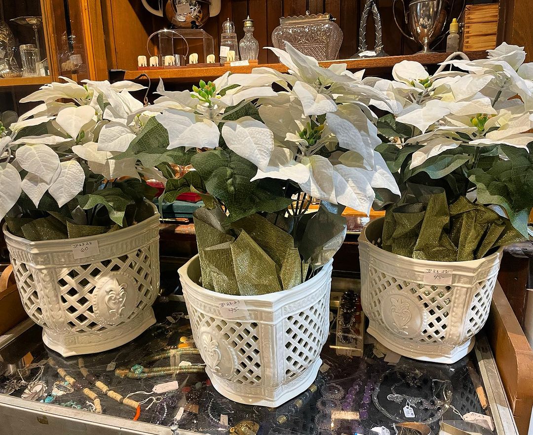 White Poinsettias