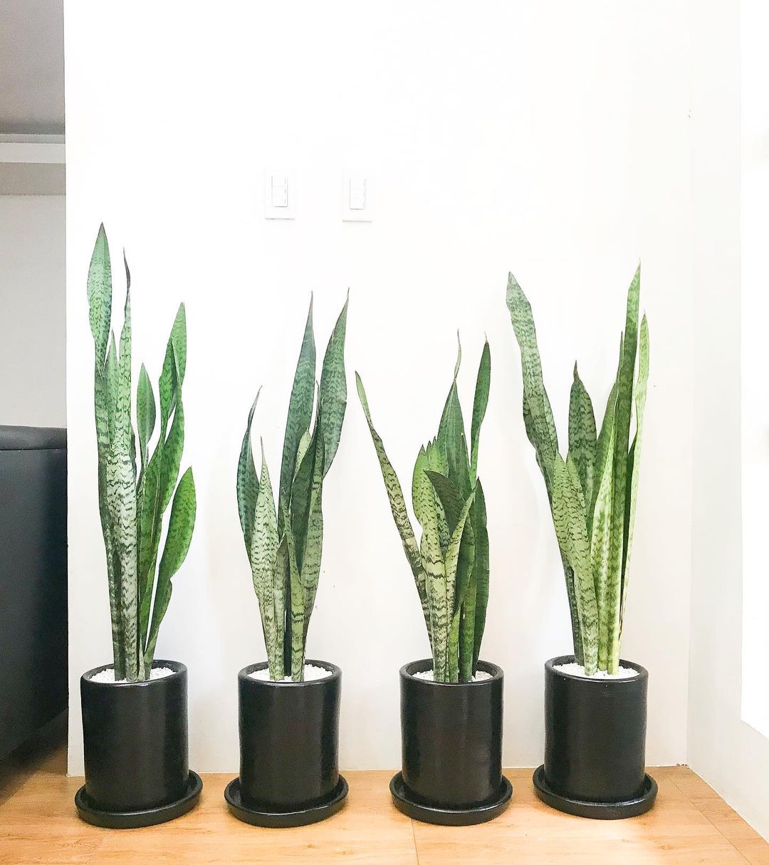 Moonshine Snake Plants