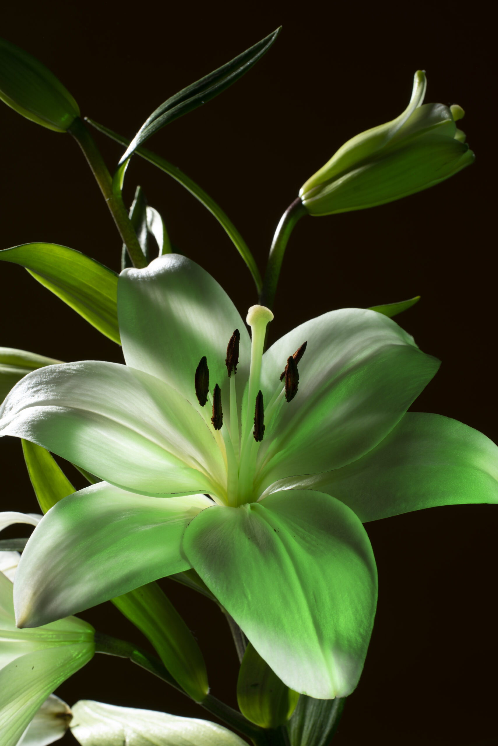 Peace Lilies