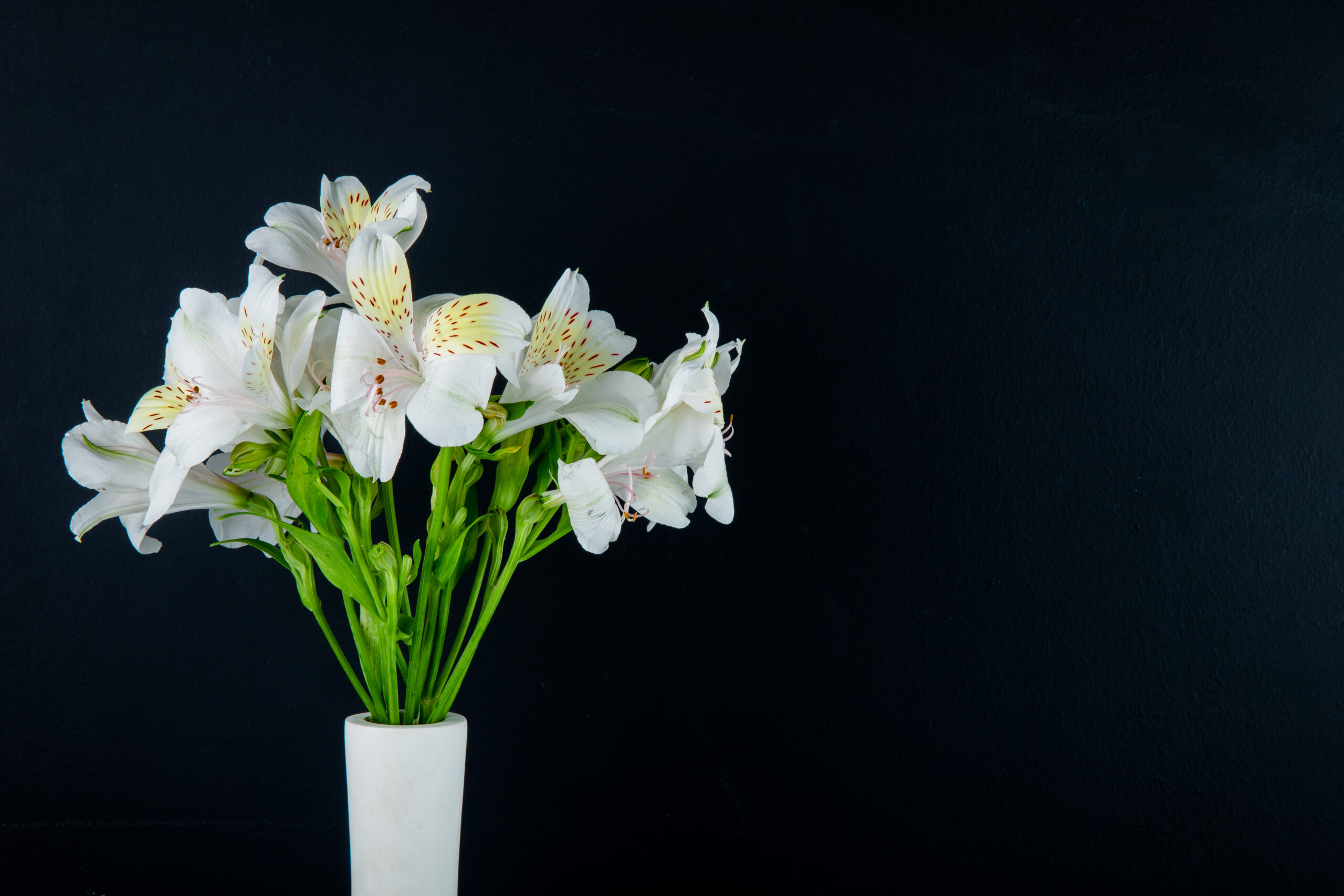 Peace Lilies