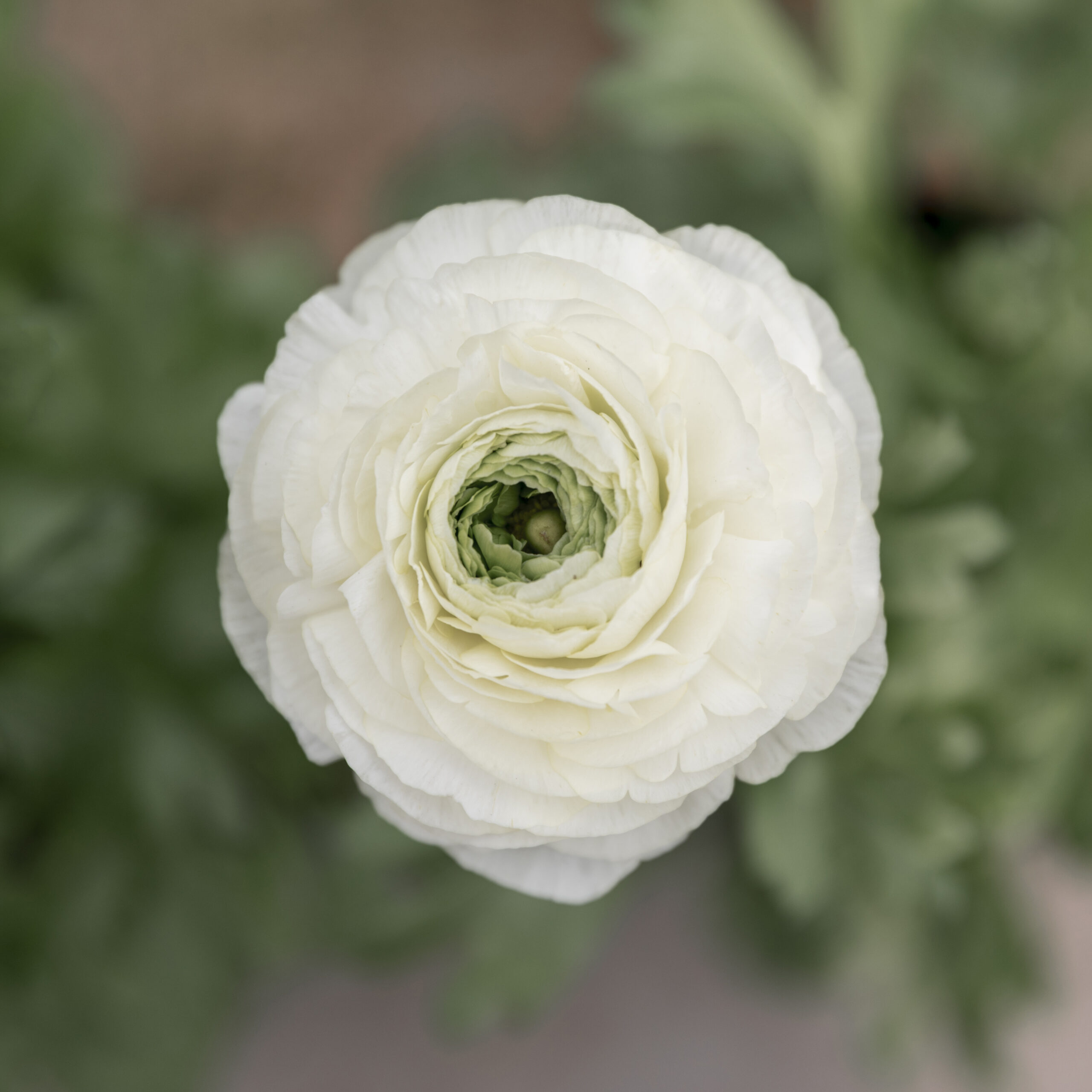 iceberg floribunda rose