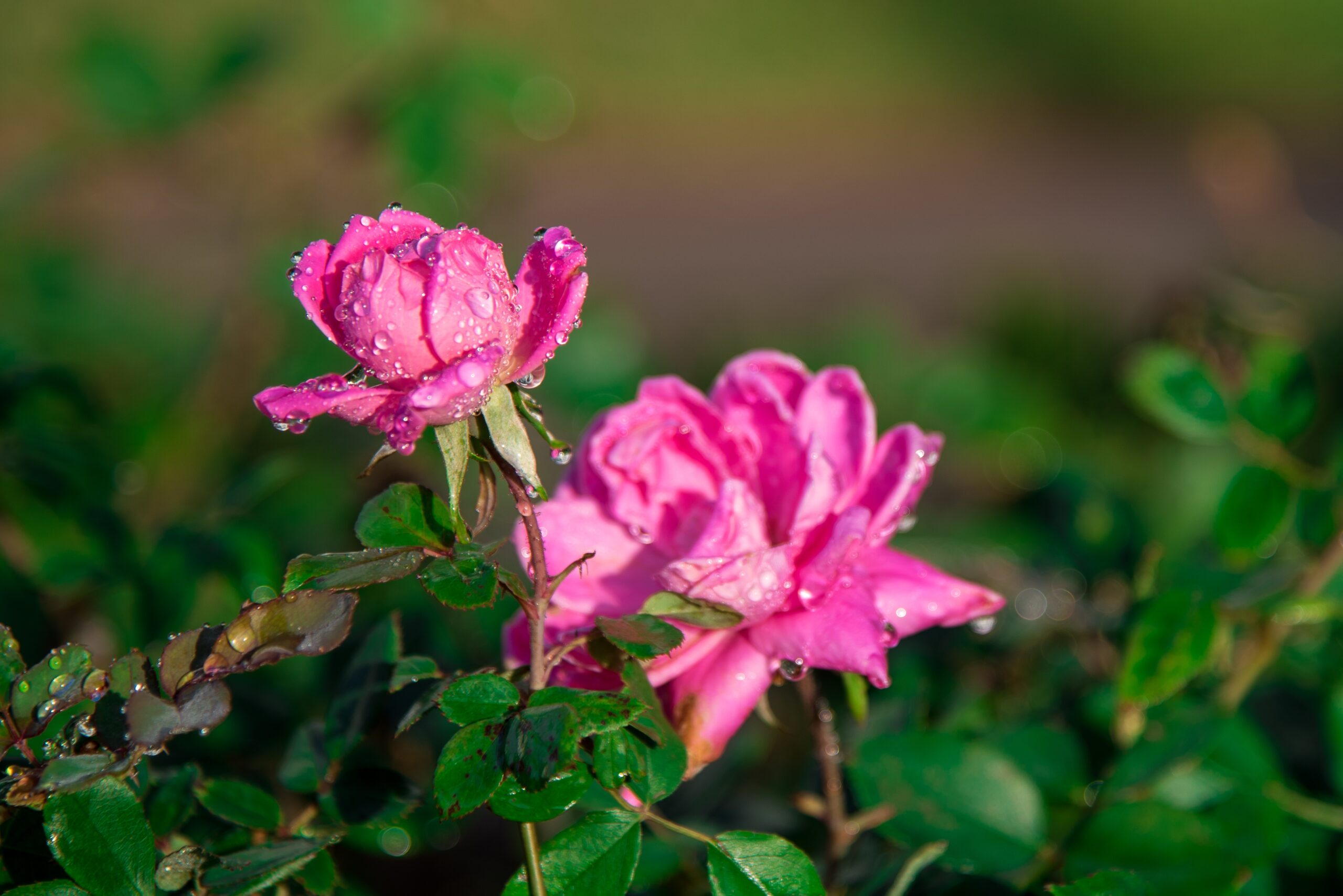 Rosa Hybrid Tea Rose