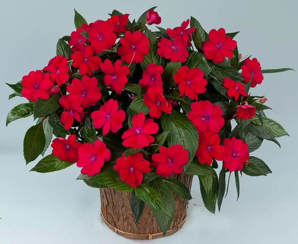 indoor impatiens