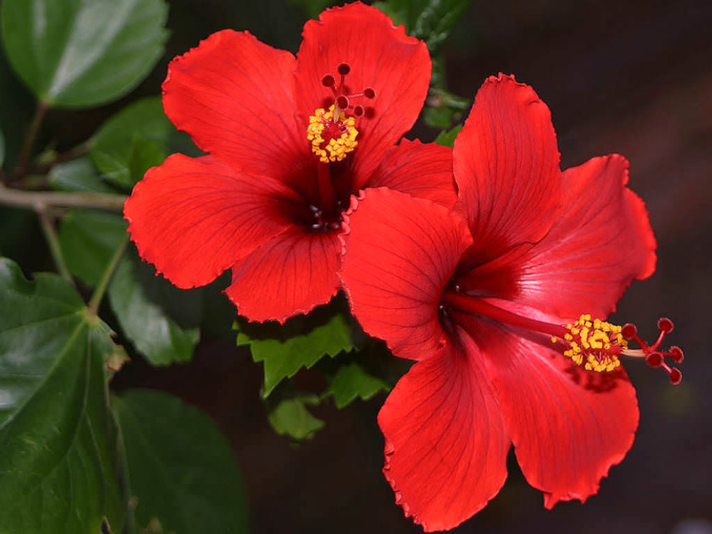 Hibiscus rosa-sinensis