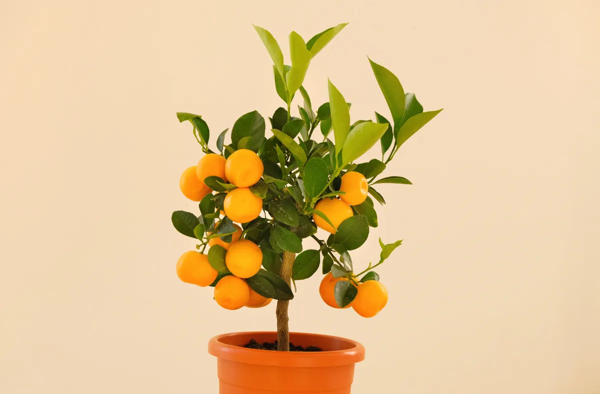 Indoor Dwarf Citrus Tree