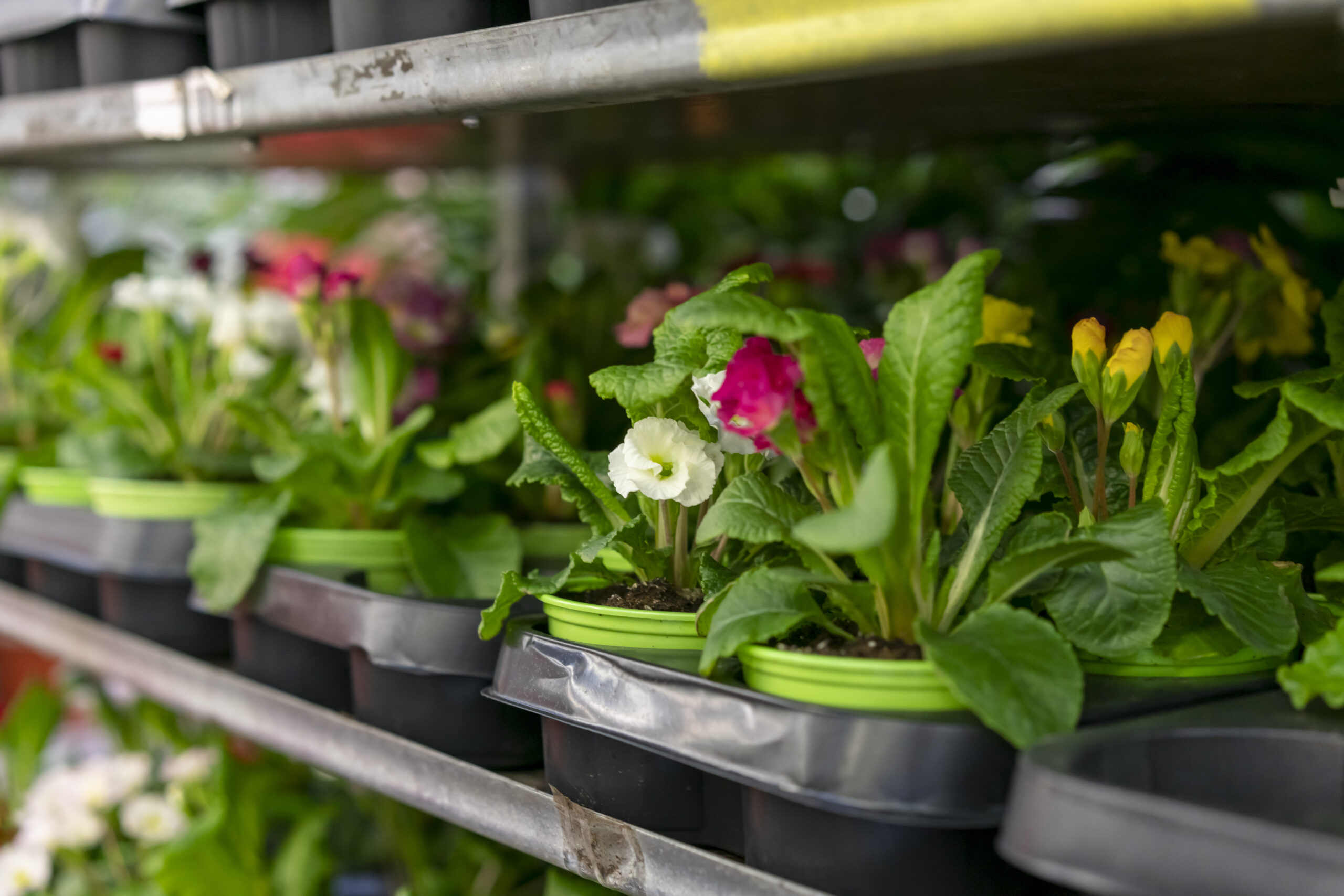 Hydroponic Flower