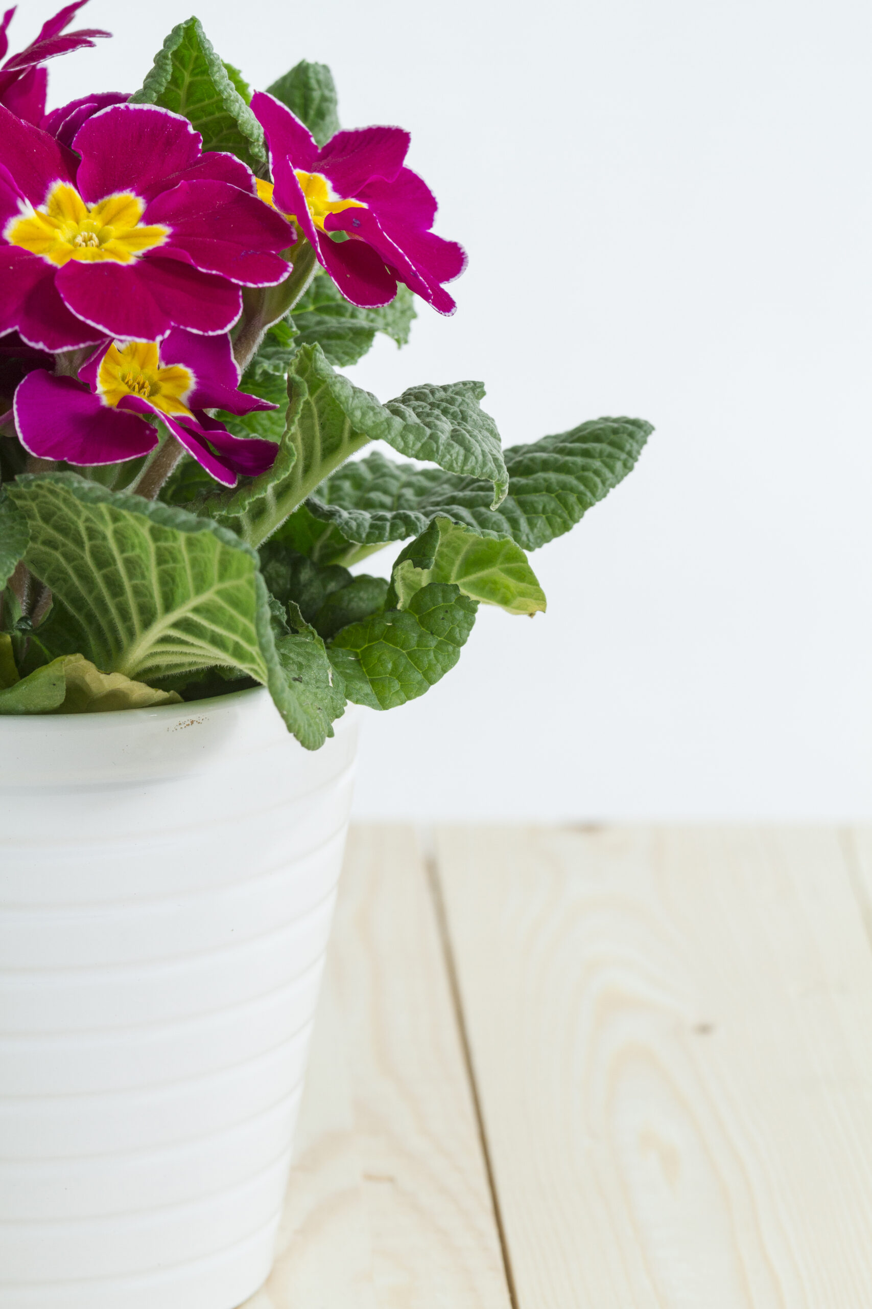 Indoor Geranium Plant