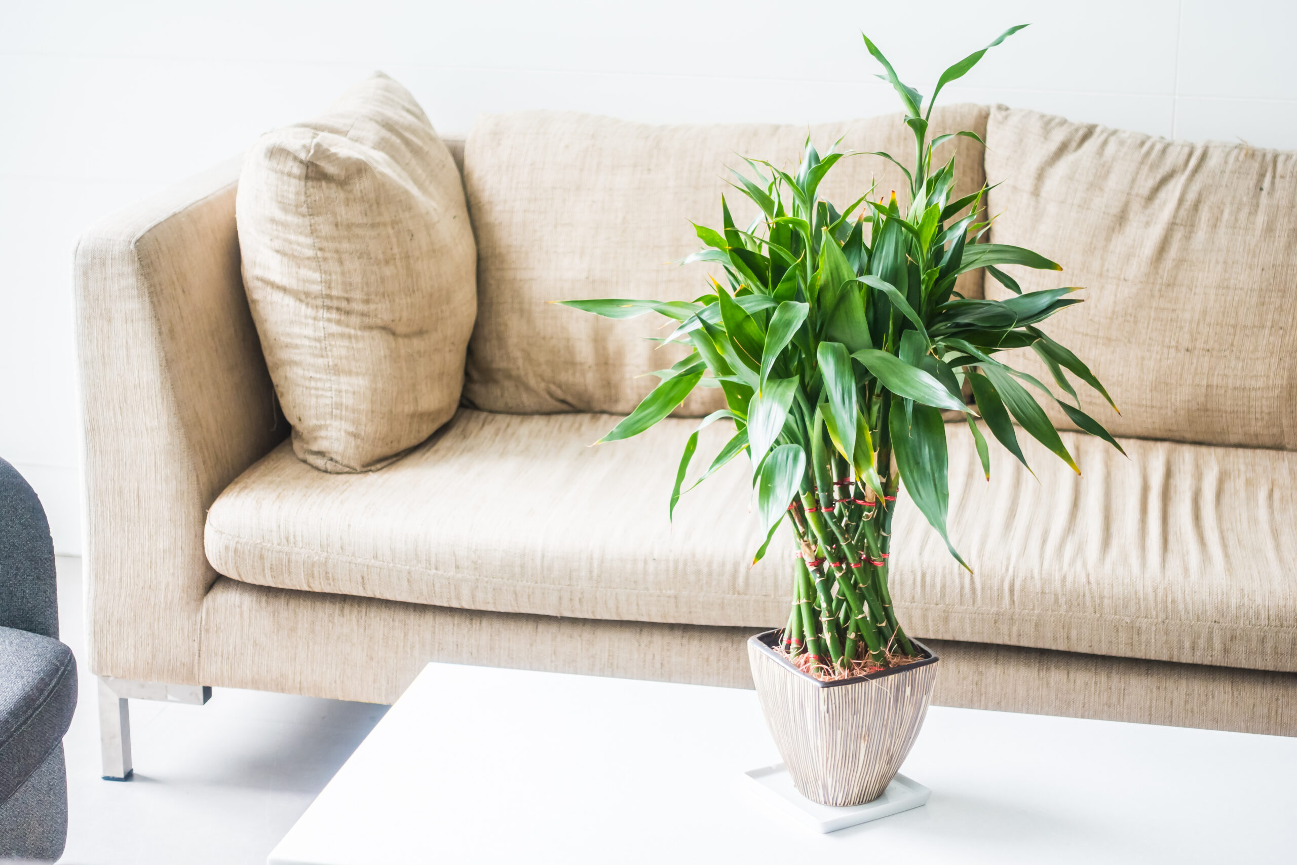 flowering plants for living room