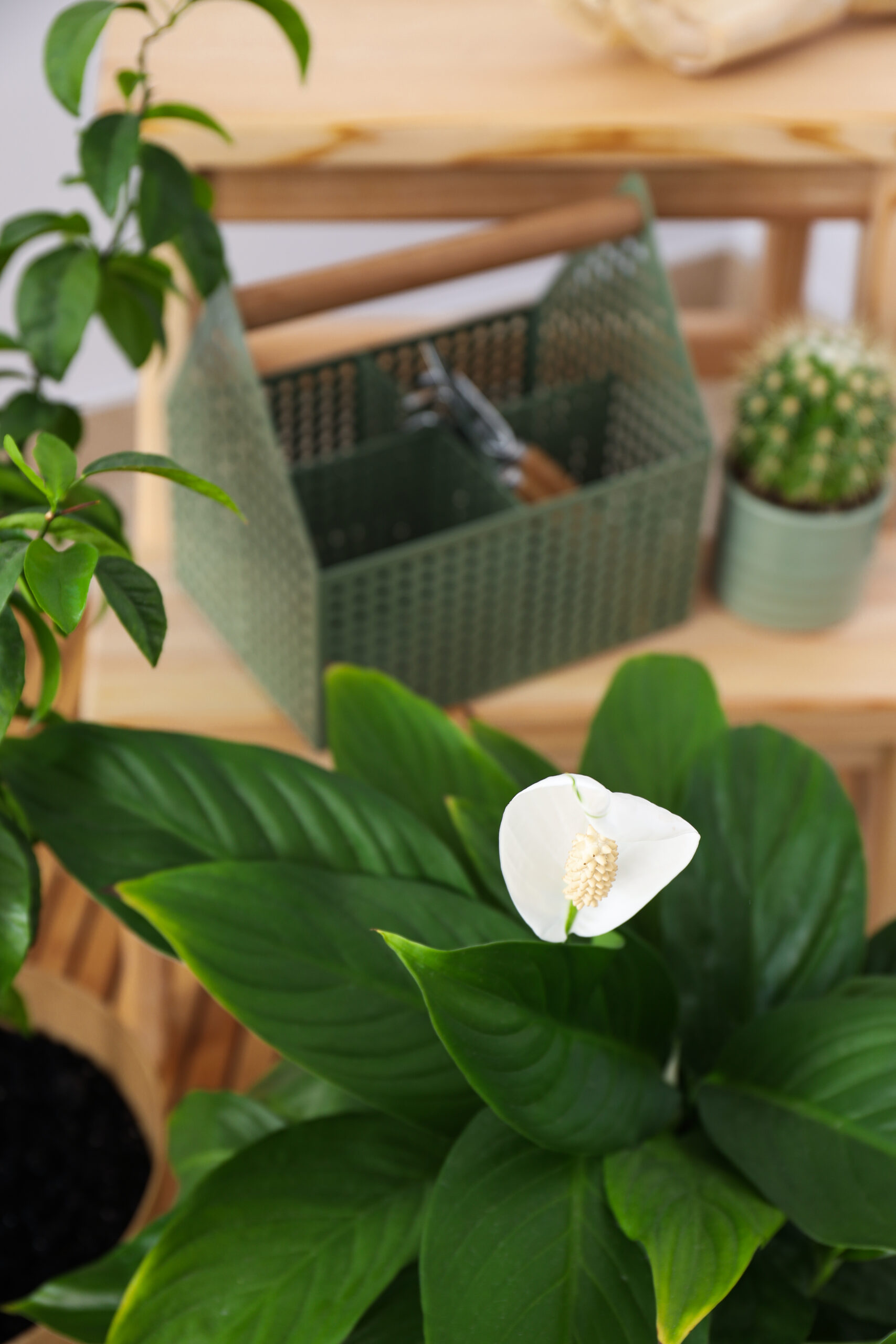 Gardenia Indoor Plant