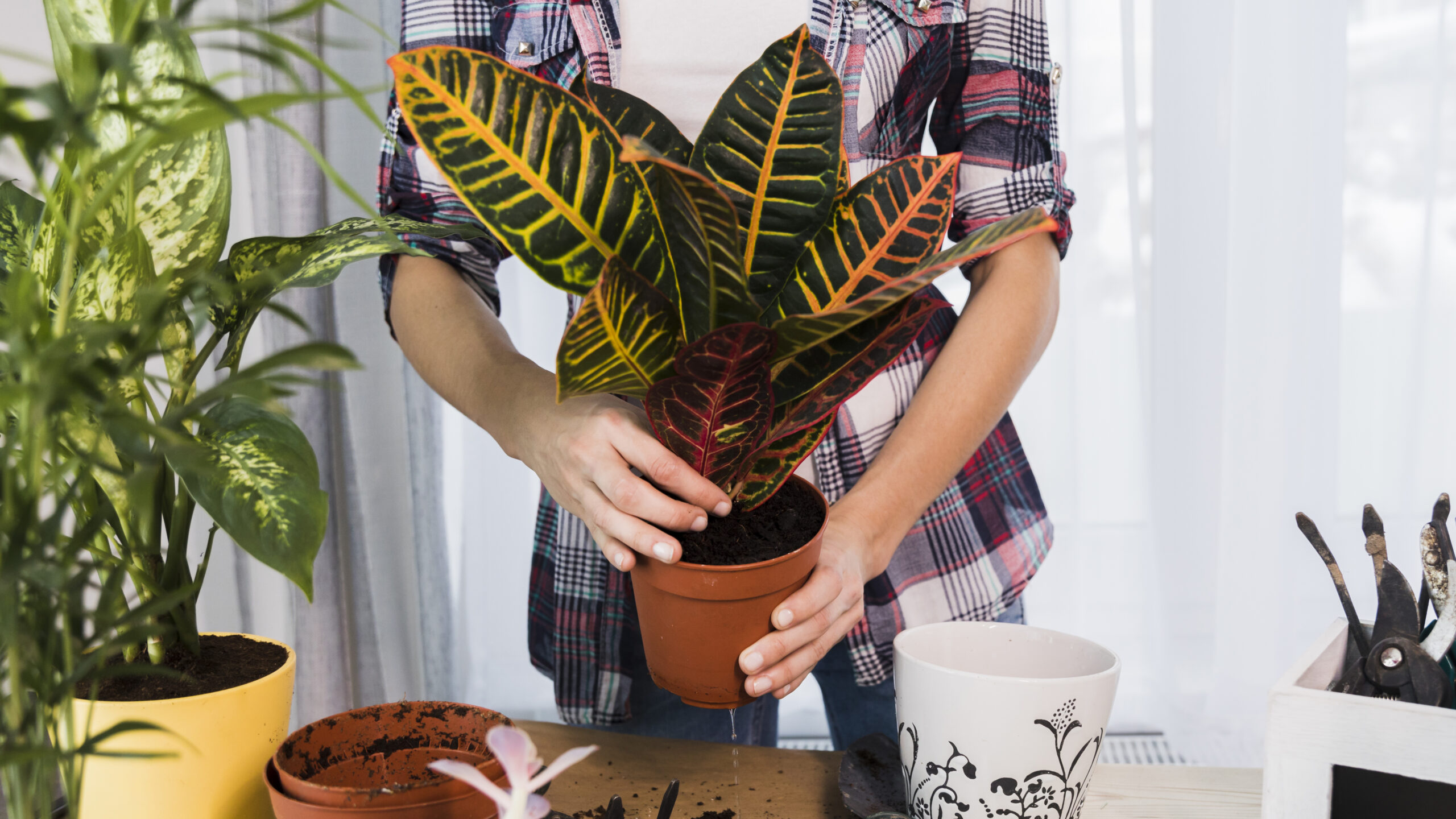 repotting indoor flowering plants