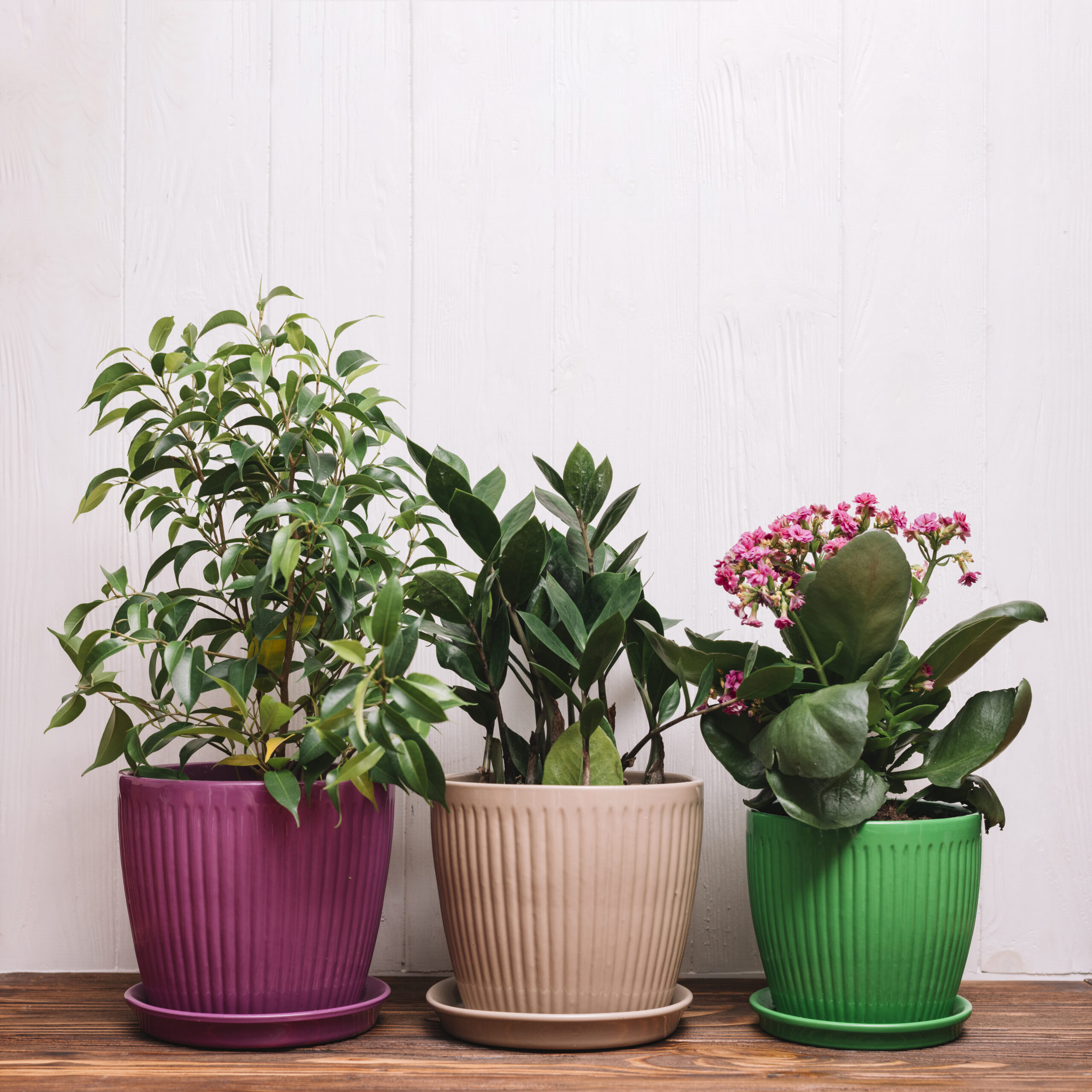 summer blooming indoor plants