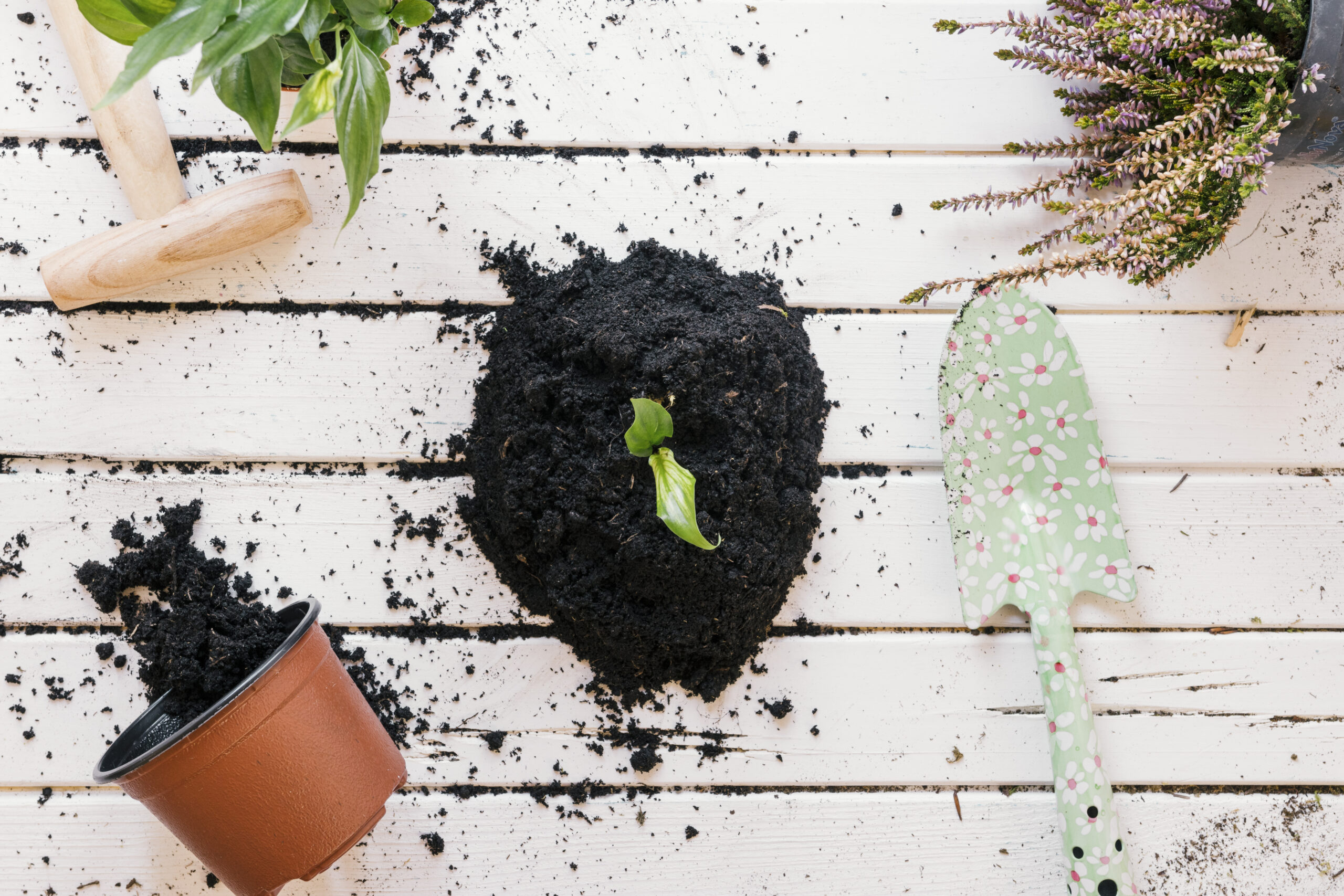 Soil for Indoor Flowering