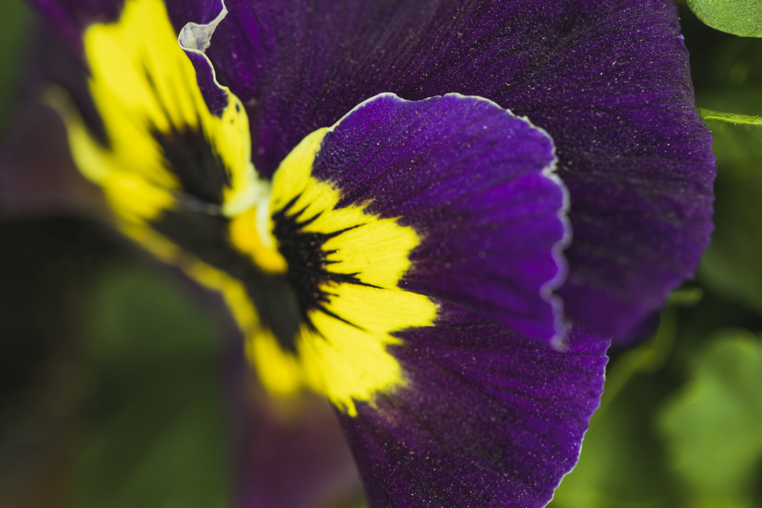 African Violet Care