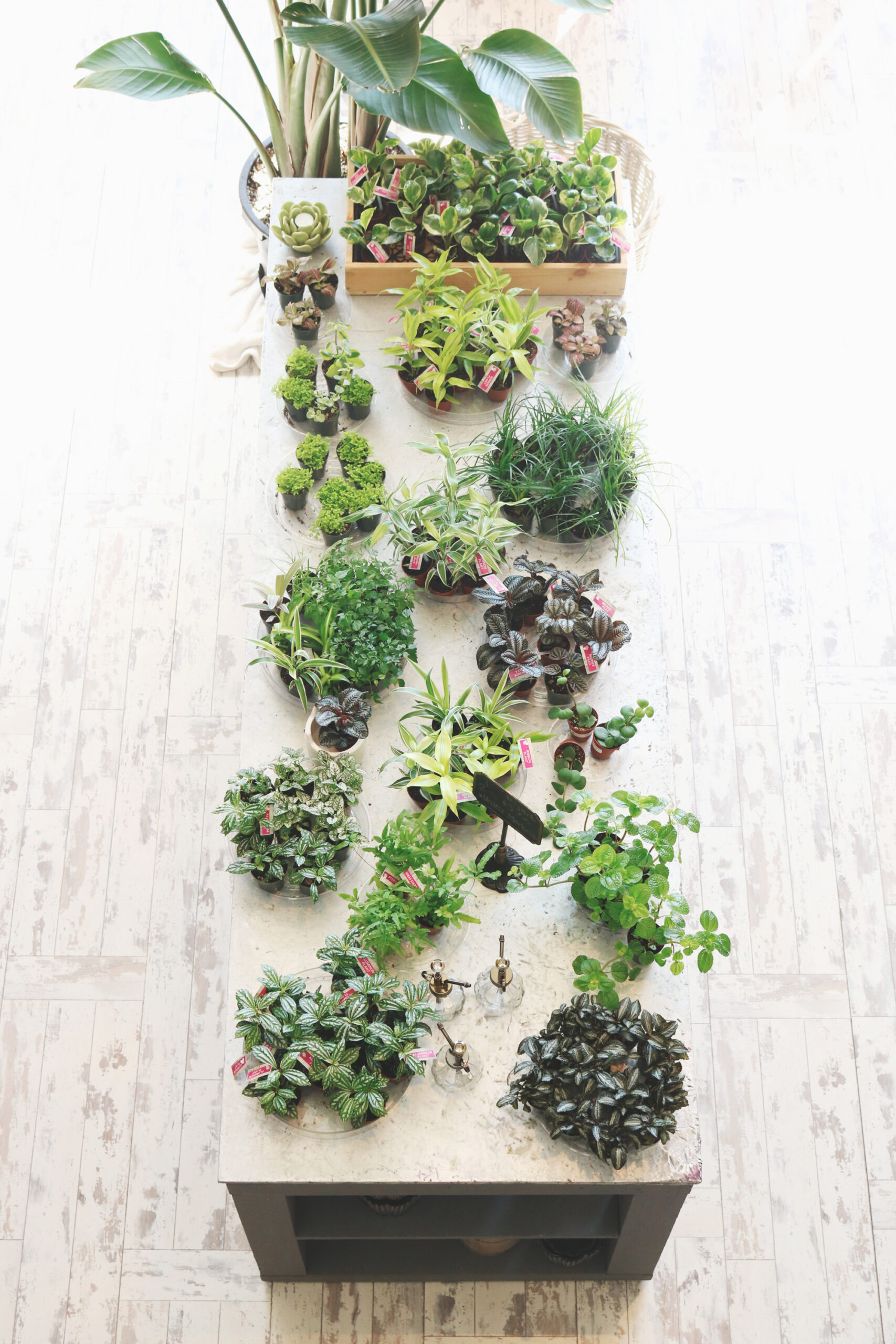 Indoor Flowering Plant Arrangement