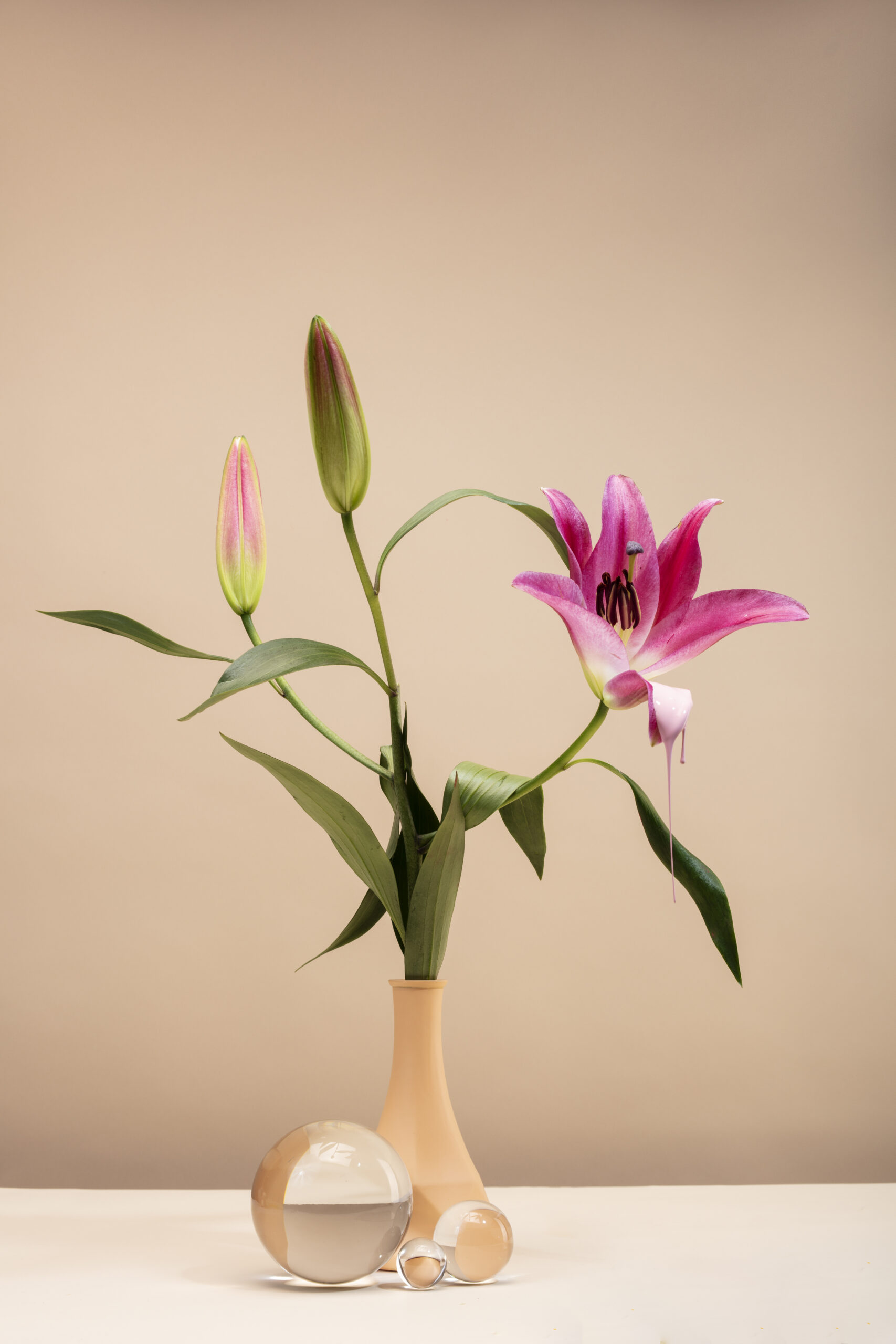 Amaryllis Indoor Plant