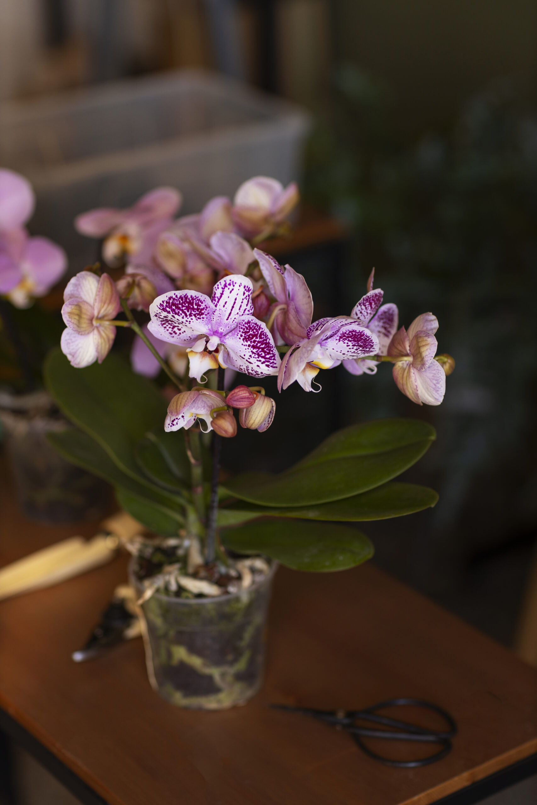 Indoor Orchid Care