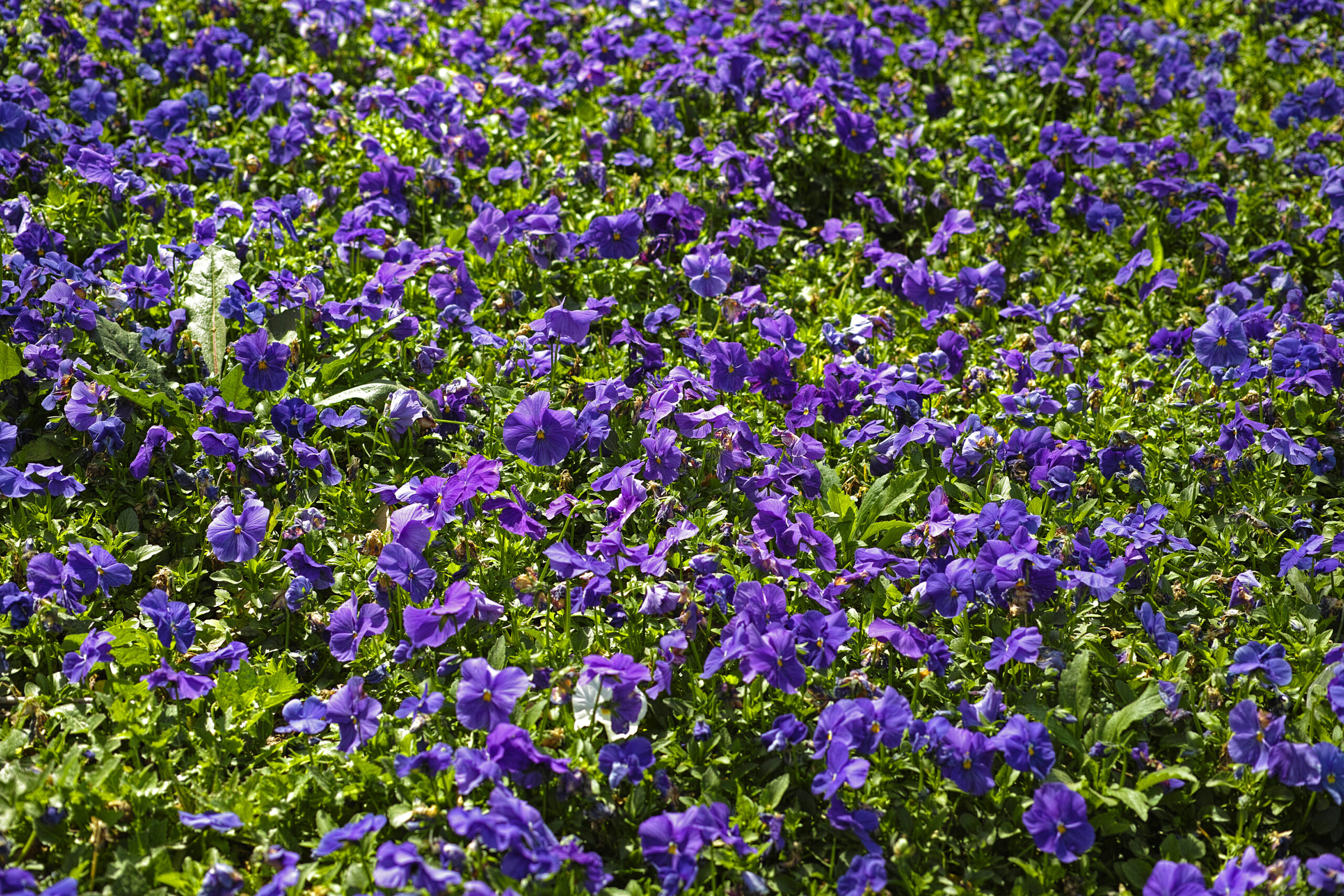 blue flower ground cover